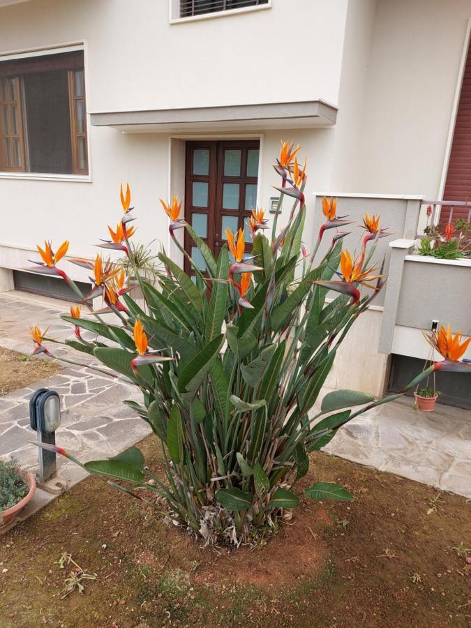 Le Strelizie Apartment Arnesano Екстериор снимка